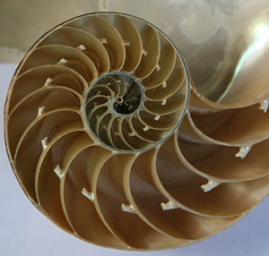 The Golden Ratio how to implement it in your design